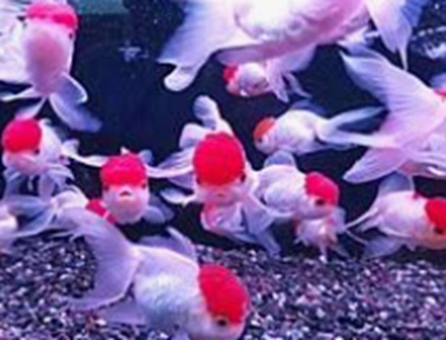 古龍魚的市場需求如何？