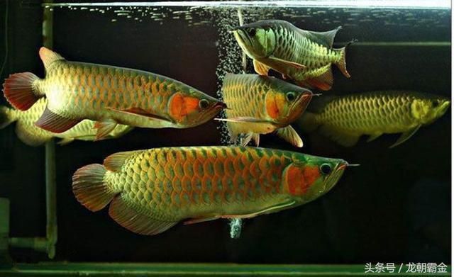 觀賞金龍魚什么價格最貴，觀賞金龍魚中最貴的品種是金頭過背金龍