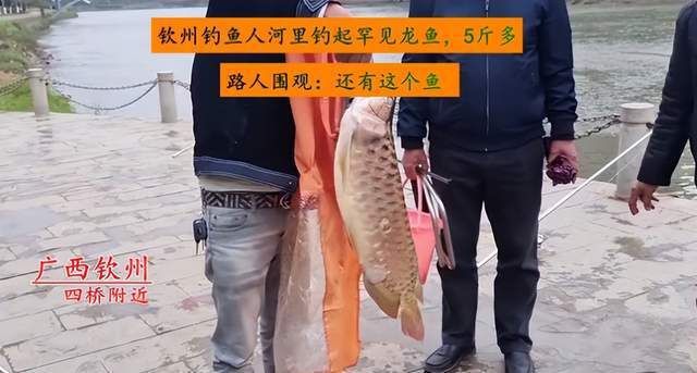 金龍魚吃框是怎么回事，金龍魚吃框如何影響觀賞價值，金龍魚吃框的預防措施有哪些