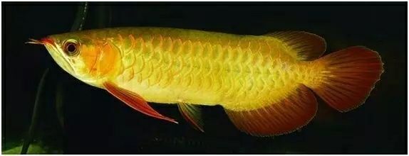 10公分龍魚吃什么：10公分的龍魚吃什么餌料可以喂食龍魚的飲食禁忌 10公分龍魚吃什么：10公分的龍魚吃什么餌料可以喂食龍魚的飲食禁忌 龍魚百科 第2張