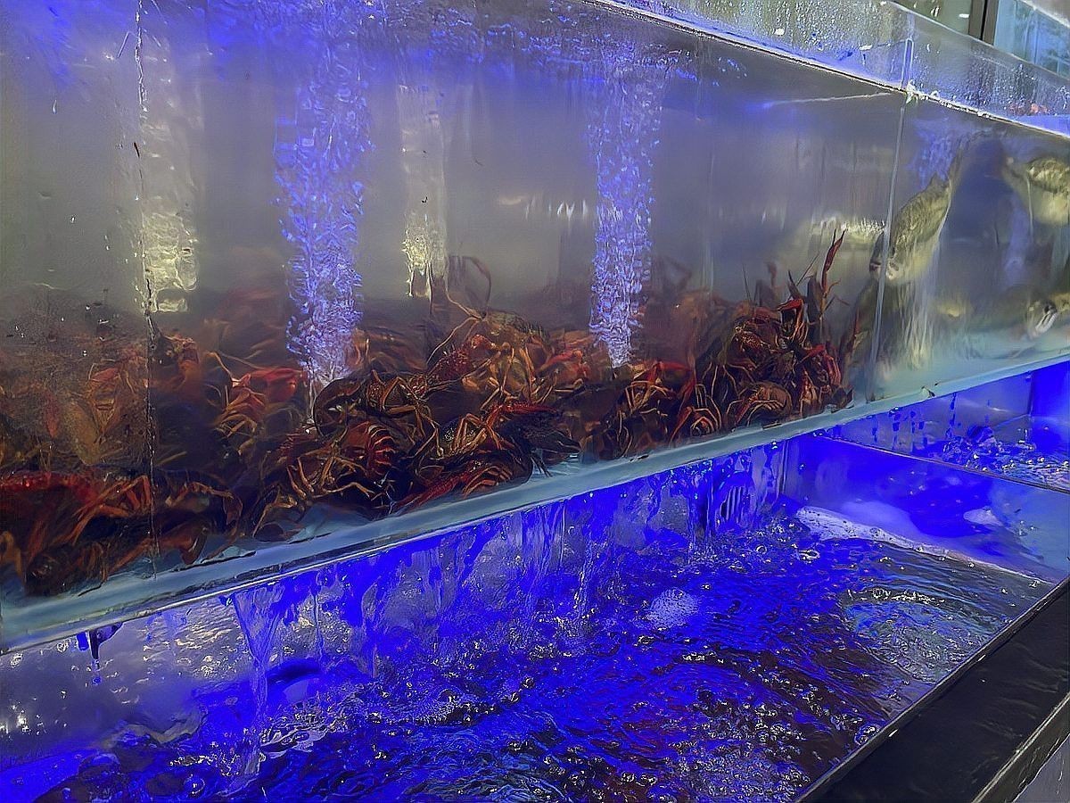 恐龍魚是魚嗎