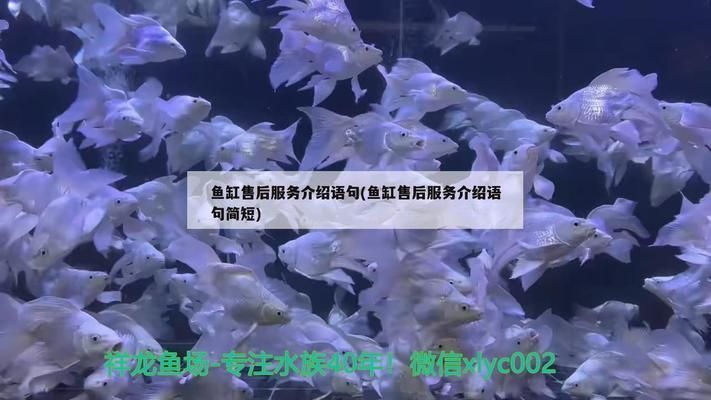 龍魚冬天怎么養：金龍魚吃什么發色快