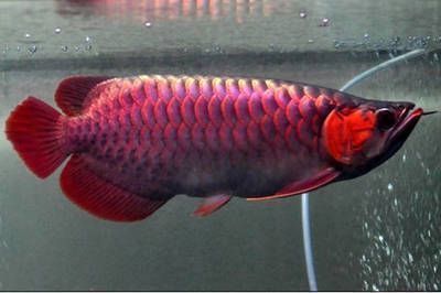 龍魚冬天怎么養：金龍魚吃什么發色快