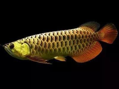龍魚冬天怎么養：金龍魚吃什么發色快