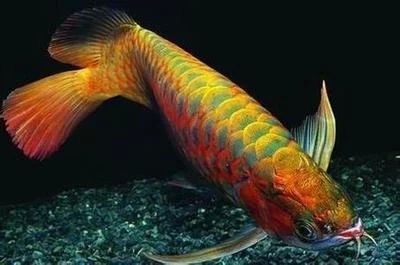 龍魚(yú)第二天吐食物：龍魚(yú)吐食物可能由多種原因引起，
