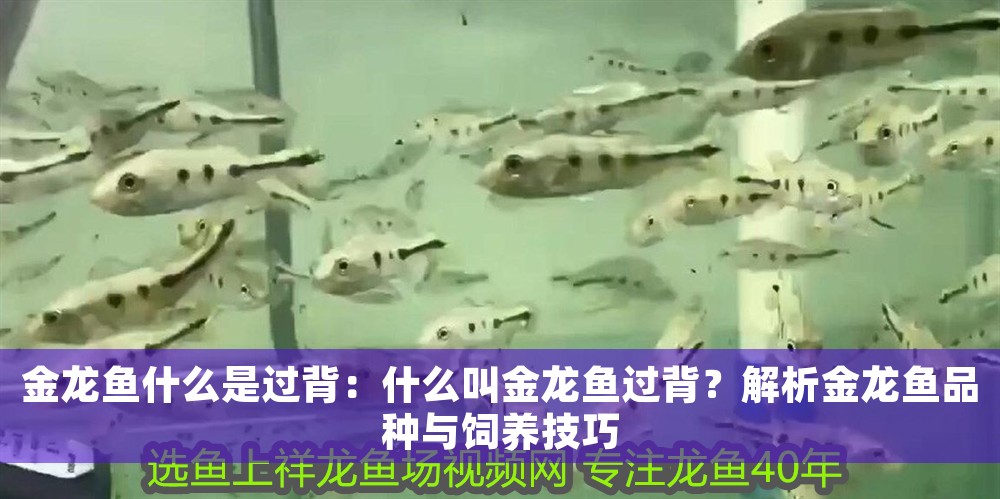 金龍魚什么是過背：什么叫金龍魚過背？解析金龍魚品種與飼養(yǎng)技巧
