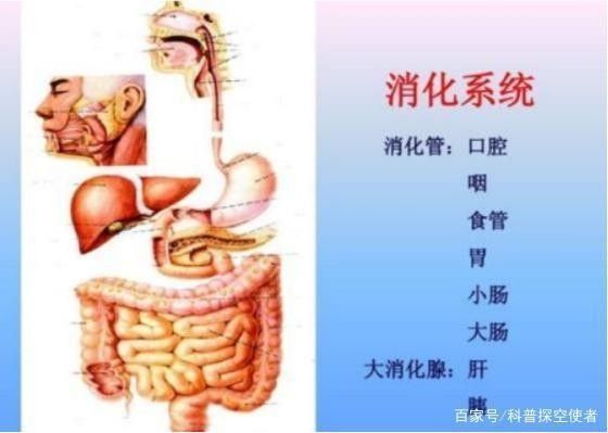 龍魚會被撐死嗎為什么：龍魚會因為被撐死嗎？
