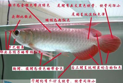 龍魚鑒別最簡單三個(gè)方法（如何挑選龍魚）