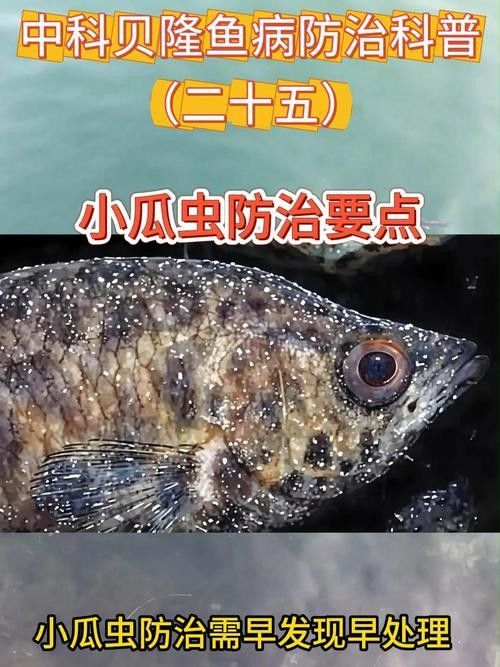 銀龍魚身上有白點圖片大全圖解視頻 銀龍魚身上有白點圖片大全圖解視頻 龍魚百科 第22張