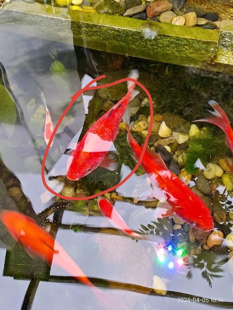 銀龍魚身上有白點圖片大全圖解視頻 銀龍魚身上有白點圖片大全圖解視頻 龍魚百科 第14張