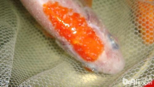 銀龍魚身上有白點圖片大全圖解視頻 銀龍魚身上有白點圖片大全圖解視頻 龍魚百科 第17張