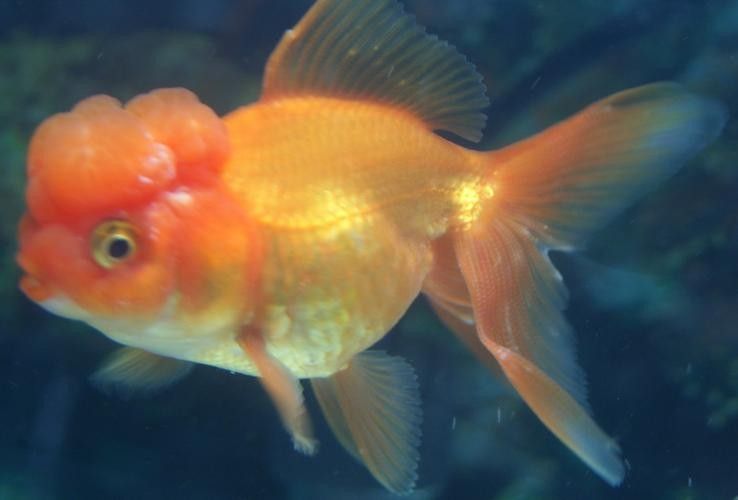 銀龍魚身上有白點圖片大全圖解視頻 銀龍魚身上有白點圖片大全圖解視頻 龍魚百科 第15張