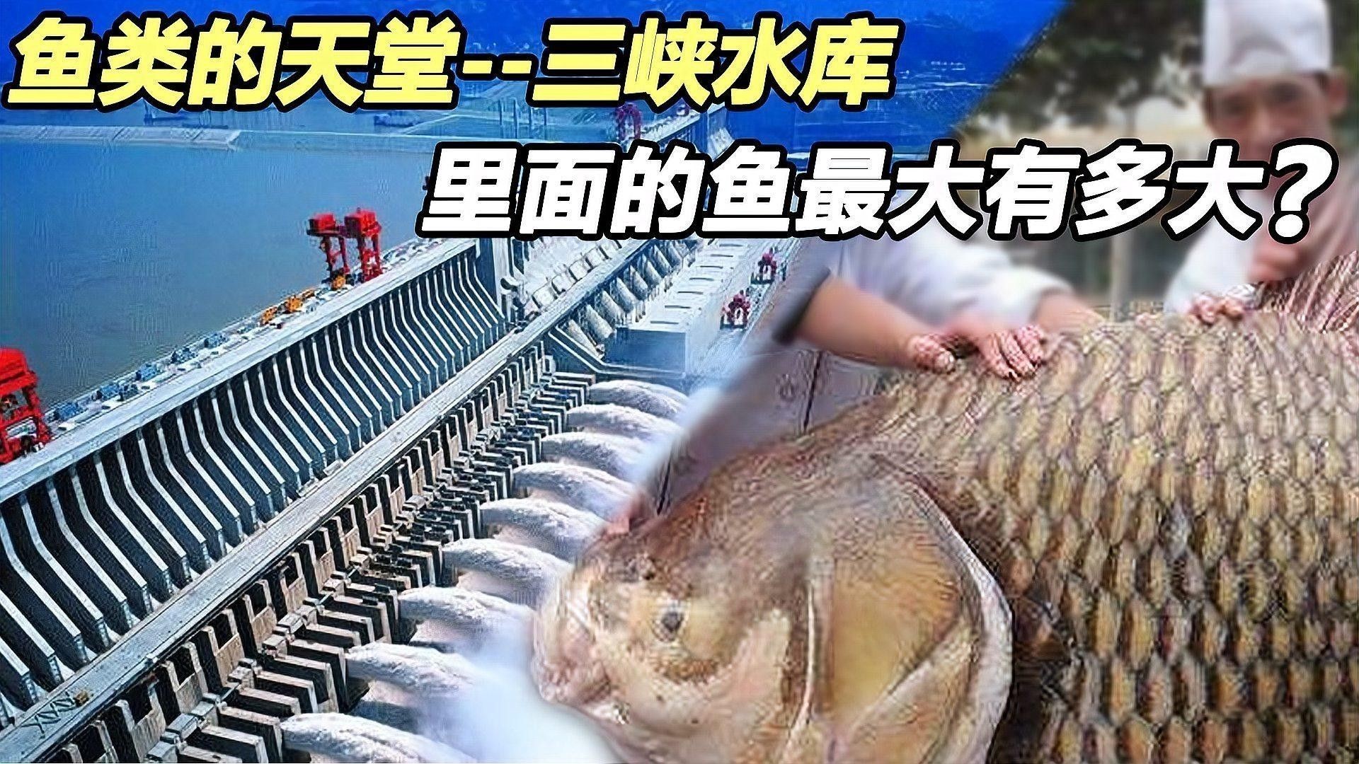 銀龍魚身上有白點圖片大全圖解視頻 銀龍魚身上有白點圖片大全圖解視頻 龍魚百科 第26張