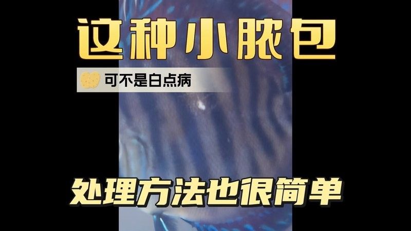 銀龍魚身上有白點圖片大全圖解視頻 銀龍魚身上有白點圖片大全圖解視頻 龍魚百科 第31張