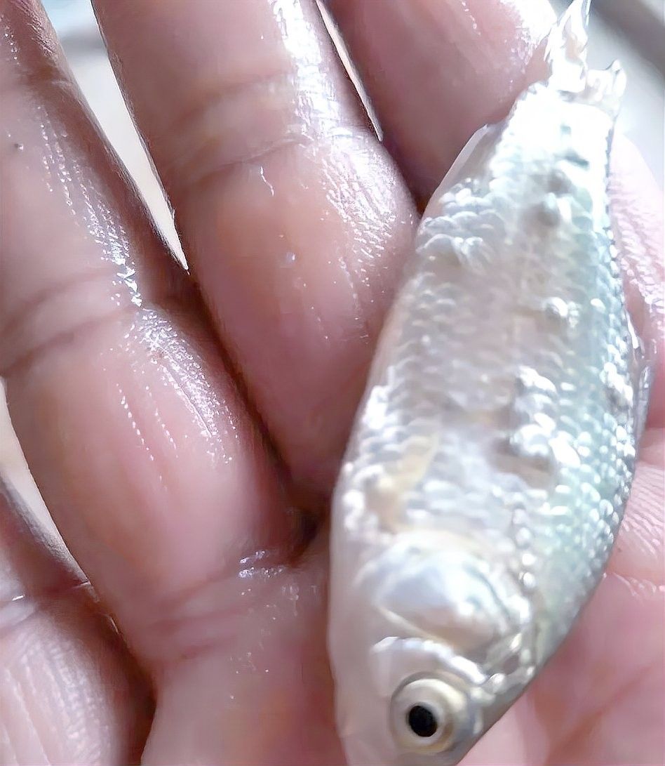 銀龍魚身上有白點圖片大全圖解視頻 銀龍魚身上有白點圖片大全圖解視頻 龍魚百科 第27張