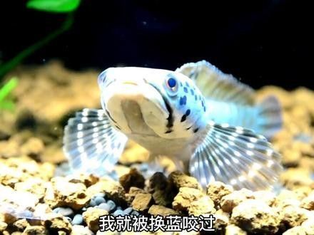 雷龍魚品種圖鑒及價格