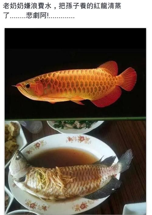 龍魚做法大全圖片欣賞