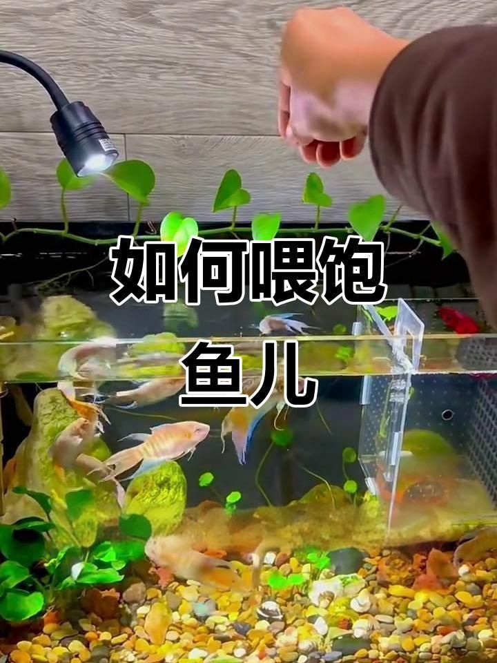 如何判斷小魚是否吃飽？