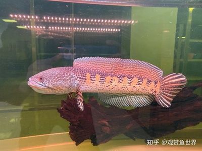 鬼王雷龍魚缸繁殖技術解析鬼王雷龍魚缸繁殖技術解析：雷龍魚的飼養技術