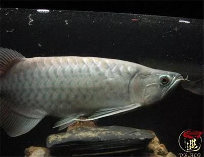 龍魚缸養(yǎng)水養(yǎng)多久合適（龍魚缸養(yǎng)水時間通常為3天到一周） 龍魚缸養(yǎng)水養(yǎng)多久合適（龍魚缸養(yǎng)水時間通常為3天到一周） 龍魚百科 第4張