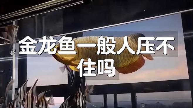 金頭過背金龍魚飼養難度大嗎？ 金頭過背金龍魚飼養難度大嗎？ 龍魚百科 第6張