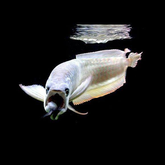 龍魚最順口的名字