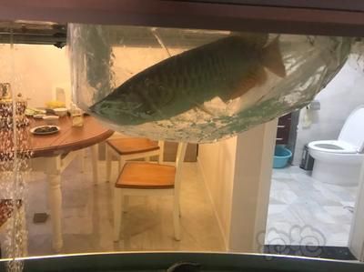 養的龍魚死了是直接扔掉還是？：養的龍魚不幸去世怎么辦