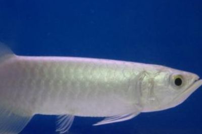 金龍魚比銀龍魚貴嗎：金龍魚為什么比銀龍魚貴