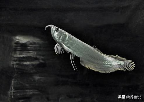 金龍魚比銀龍魚貴嗎：金龍魚為什么比銀龍魚貴