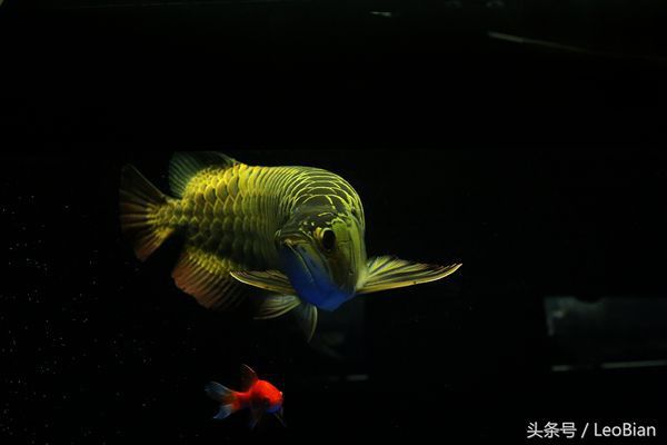 龍魚趴缸可以自愈嗎？