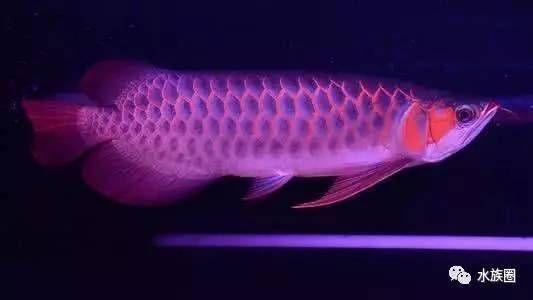 喂養龍魚用濾水,需要的濾料都有那些品種：喂養龍魚時，選擇合適的濾水和濾料是非常重要的,以下是常用的 喂養龍魚用濾水,需要的濾料都有那些品種：喂養龍魚時，選擇合適的濾水和濾料是非常重要的,以下是常用的 龍魚百科 第3張