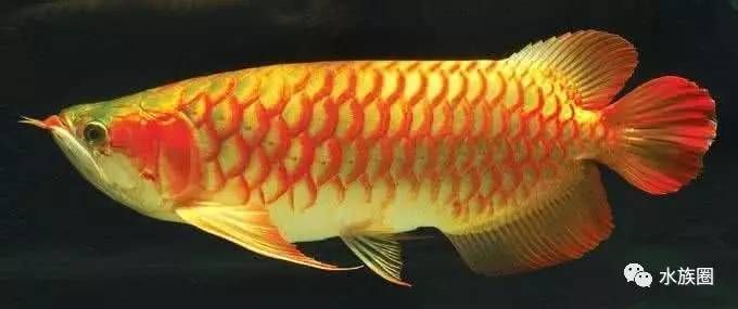 喂養龍魚用濾水,需要的濾料都有那些品種：喂養龍魚時，選擇合適的濾水和濾料是非常重要的,以下是常用的 喂養龍魚用濾水,需要的濾料都有那些品種：喂養龍魚時，選擇合適的濾水和濾料是非常重要的,以下是常用的 龍魚百科 第2張