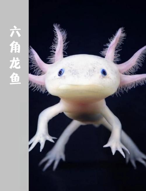 六角龍魚養100年的照片