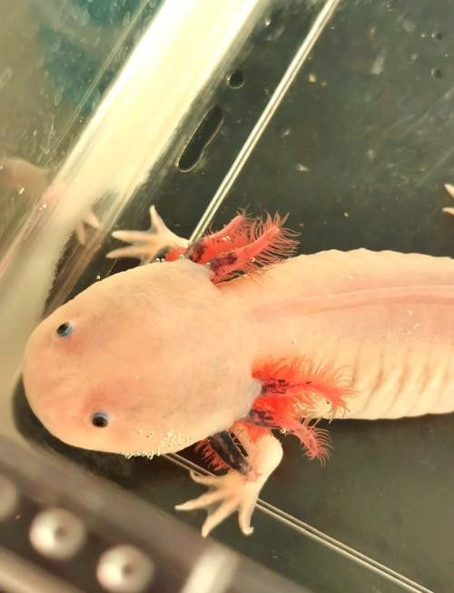 六角龍魚養100年的照片