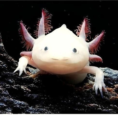 六角龍魚養100年的照片