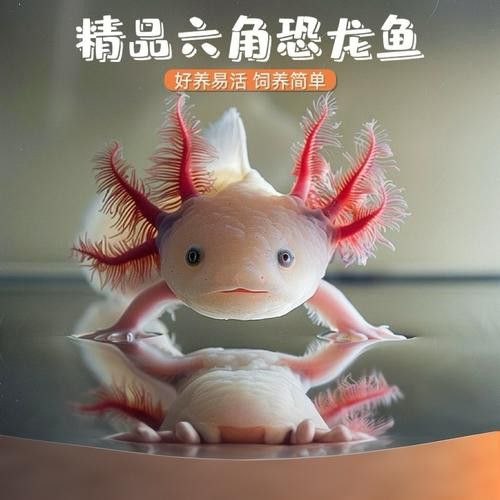 六角龍魚養100年的照片