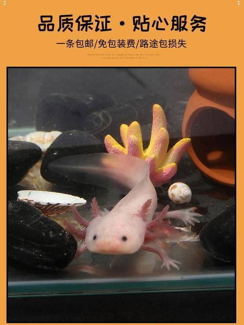 六角龍魚養100年的照片