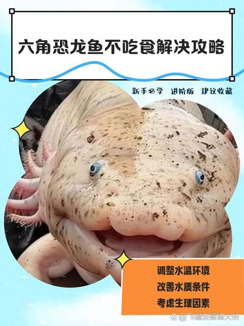 六角龍魚養100年的照片