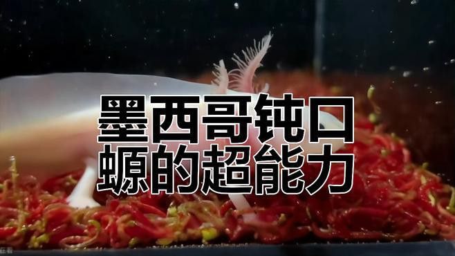 六角龍魚養100年的照片