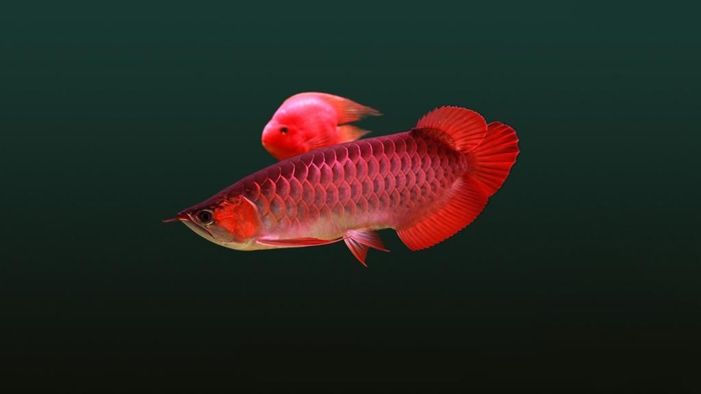 紅龍魚背景圖（養紅龍魚用什么顏色底板）