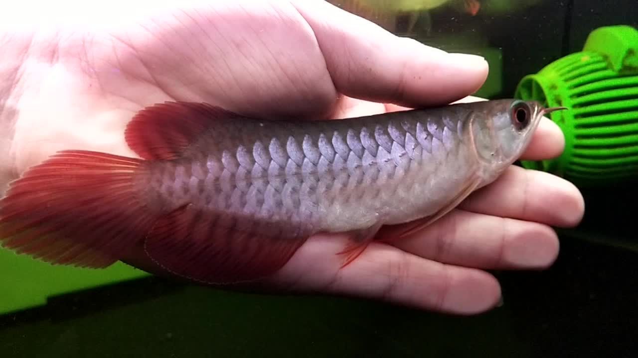 10厘米小紅龍魚魚苗價格多少一只：10厘米小紅龍魚魚苗價格受到多個因素影響和影響因素