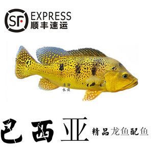 龍魚養殖溫度多少合適啊：龍魚養殖溫度指南龍魚的養殖溫度指南龍魚養殖注意事項