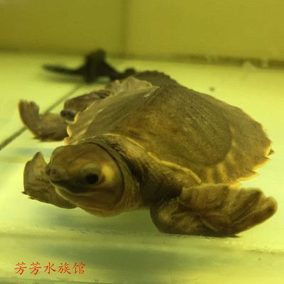 龍魚能和豬鼻龜混養(yǎng)嗎：豬鼻龜和龍魚混養(yǎng)的注意事項(xiàng)