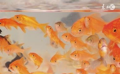 龍魚掉眼如何預(yù)防龍魚掉眼如何預(yù)防龍魚掉眼：如何防止龍魚掉眼