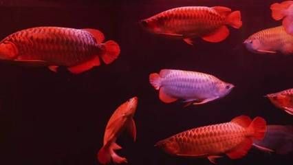 正大漁場龍魚在哪里進貨的渠道獲得不同品種和數量的龍魚：正大漁場龍魚在哪里進貨