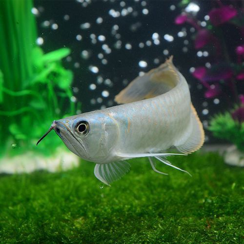 招財魚可以和銀龍魚混養嗎圖片欣賞 招財魚可以和銀龍魚混養嗎圖片欣賞 龍魚百科 第11張