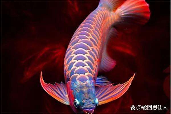 恢復期間龍魚需要哪些營養(yǎng)？