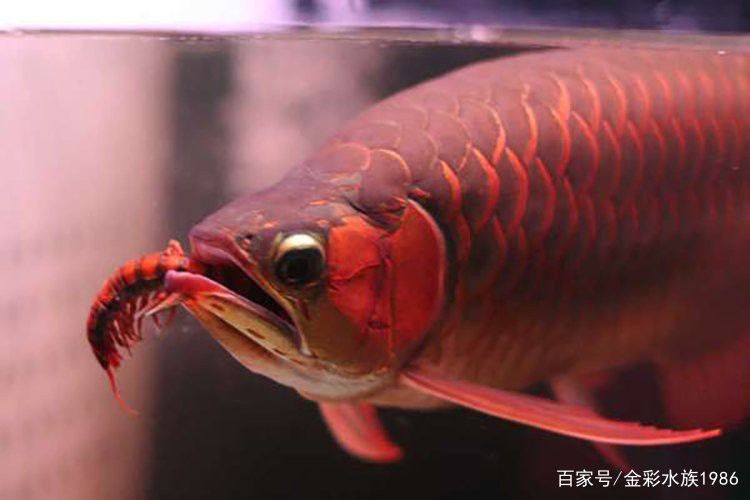 恢復期間龍魚需要哪些營養(yǎng)？