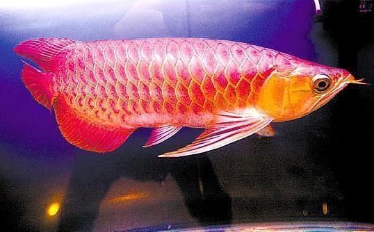 紅龍魚什么頭型好看（紅龍魚養護常見誤區紅龍魚頭型與色彩關系紅龍魚養護常見誤區） 紅龍魚什么頭型好看（紅龍魚養護常見誤區紅龍魚頭型與色彩關系紅龍魚養護常見誤區） 龍魚百科 第2張