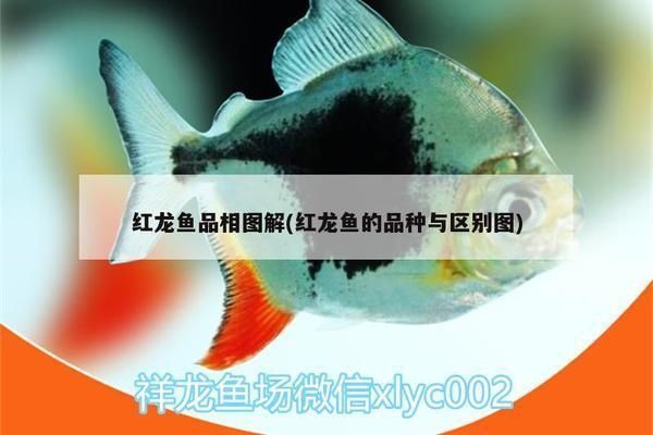 紅龍魚什么頭型好看（紅龍魚養護常見誤區紅龍魚頭型與色彩關系紅龍魚養護常見誤區） 紅龍魚什么頭型好看（紅龍魚養護常見誤區紅龍魚頭型與色彩關系紅龍魚養護常見誤區） 龍魚百科 第3張